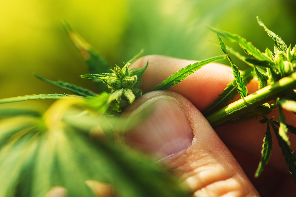 Cannabis In The Workplace: What Employers Need To Know • TeksMed ...